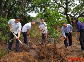     Trồng thêm nhiều cây lim mới ở đền Cao