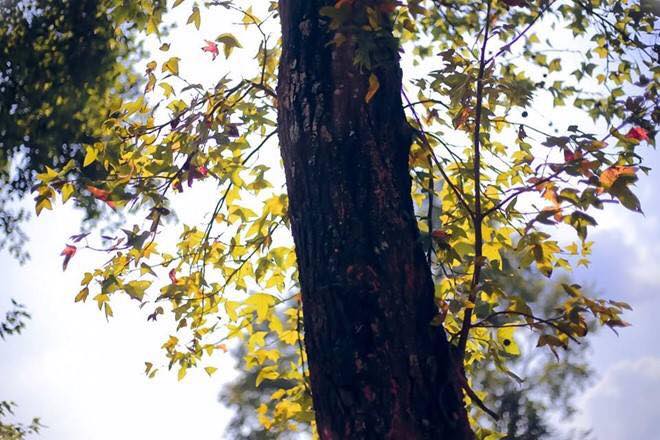 15747516 1154795694640919 4230626165837439881 n